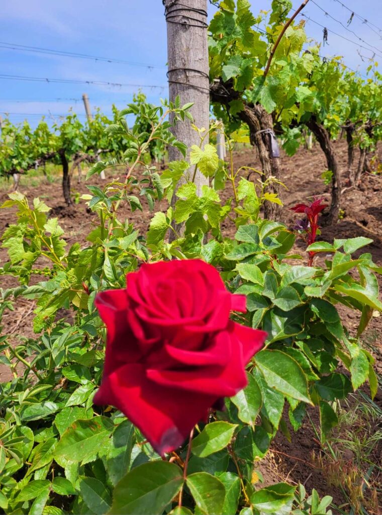 Instruire externă – Verificarea cerințelor CS pentru fabricarea produselor vitivinicole cu DOP/IGP